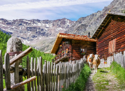 MASTAUN MALGA