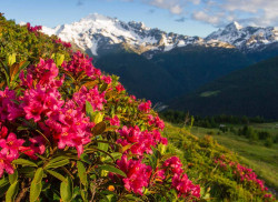 VALTELLINA FIORI