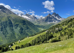 VAL VIOLA
